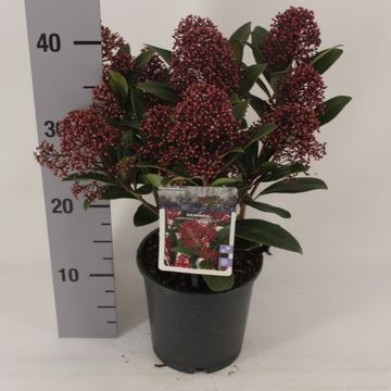 Skimmia japonica 'Rubella'