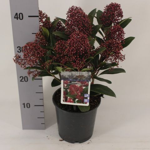 Skimmia japonica 'Rubella'