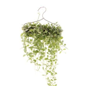 Arrangement Dischidia