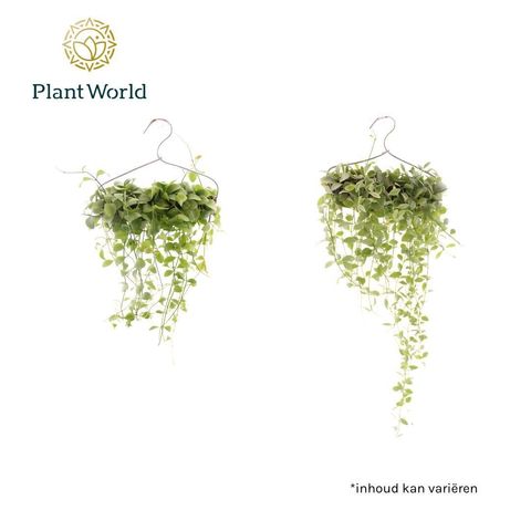 Arrangement Dischidia