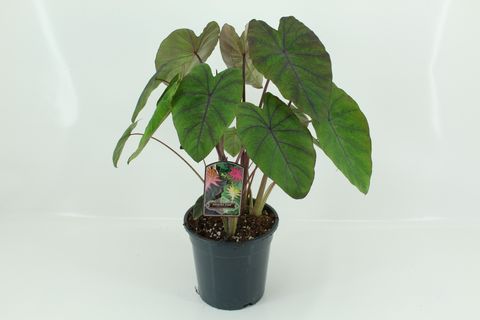 Colocasia 'Madeira Star'