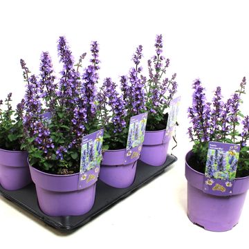 Nepeta PURRSIAN BLUE