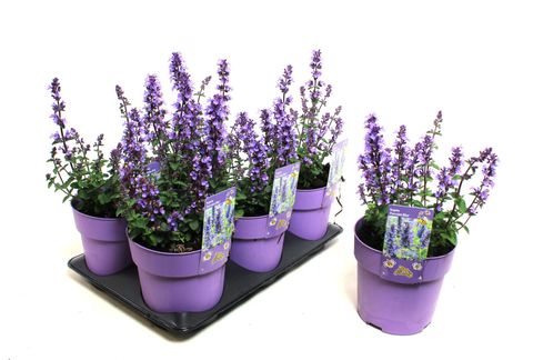 Nepeta PURRSIAN BLUE