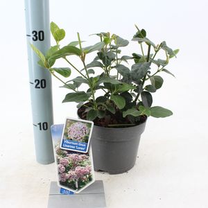 Viburnum tinus LISAROSE (About Plants Zundert BV)