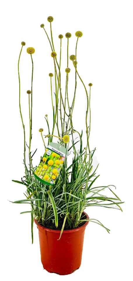 Craspedia globosa 'Golf Beauty'