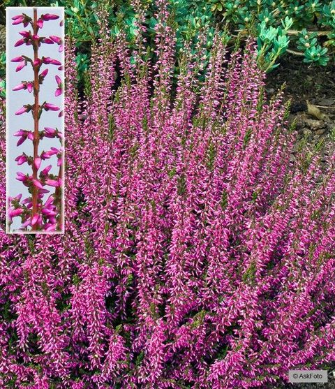 Calluna vulgaris 'Marlies'