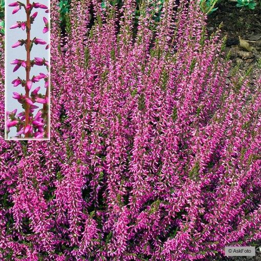 Calluna vulgaris 'Marlies'