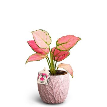 Aglaonema commutatum 'Leaf Rosa Pinky Promise'