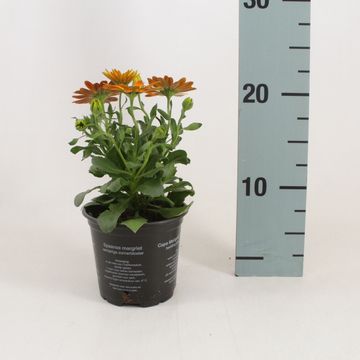 Osteospermum MARGARITA ORANGE FLARE