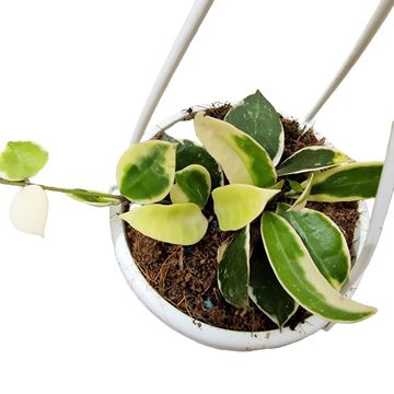 Hoya lacunosa 'Asami'