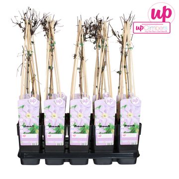 Clematis 'Blekitny Aniol' (LL)