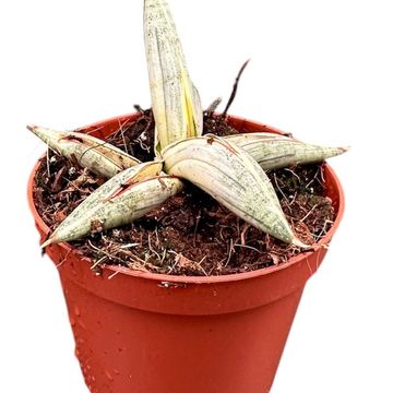 Sansevieria 'Lavranos Blue Clone'