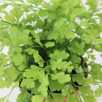 Asplenium bulbiferum 'Suze'