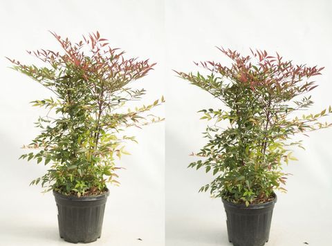 Nandina domestica