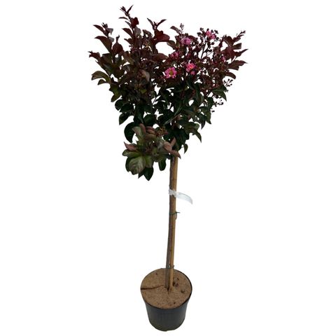 Lagerstroemia indica RHAPSODY IN PINK