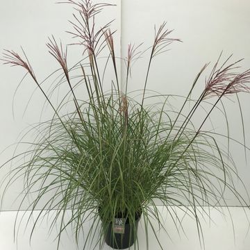 Miscanthus sinensis 'Red Chief'