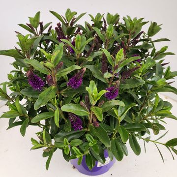 Hebe 'Leonie'