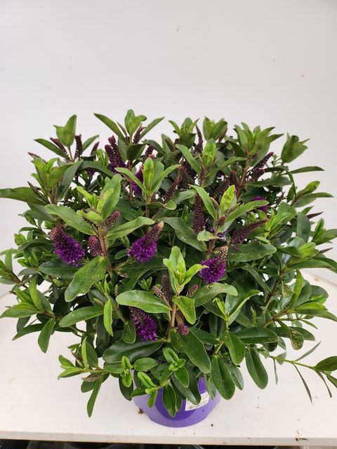 Hebe 'Leonie'