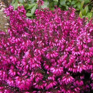 Erica carnea 'Tanja'