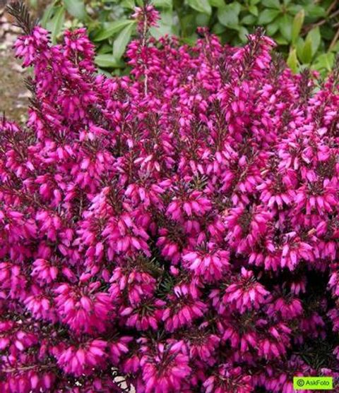 Erica carnea 'Tanja'