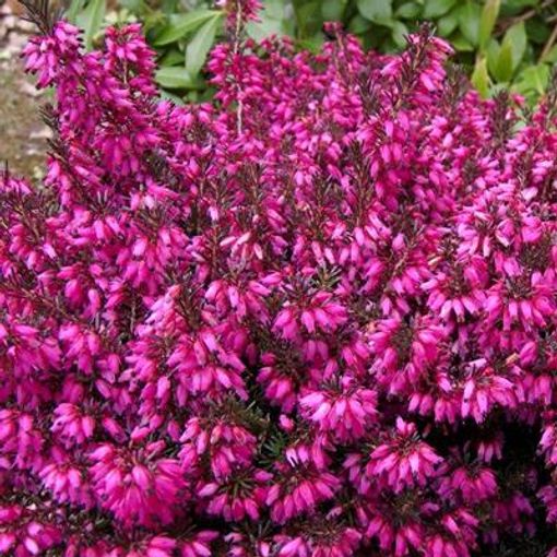 Erica carnea 'Tanja'