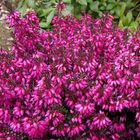 Erica carnea 'Tanja'