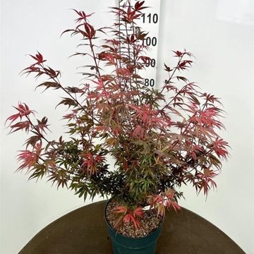Acer palmatum 'Shaina'