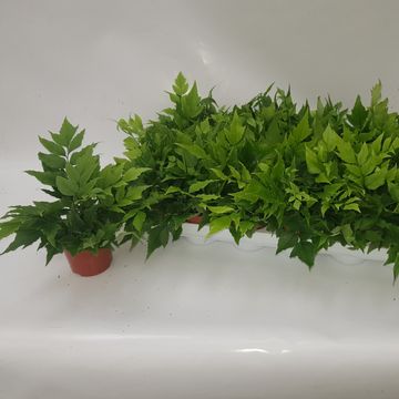 Cyrtomium fortunei clivicolum