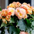 Begonia HAILEY SUNSET
