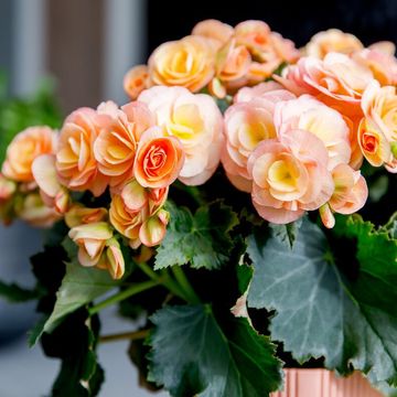 Begonia HAILEY SUNSET