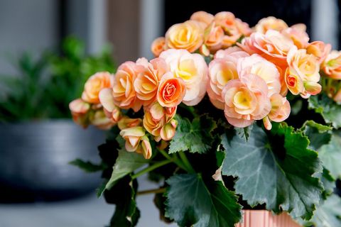 Begonia HAILEY SUNSET