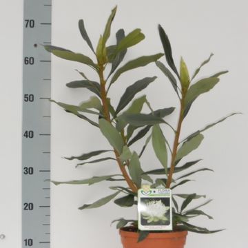 Telopea SHADY LADY WHITE