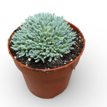 Delosperma sphalmanthoides