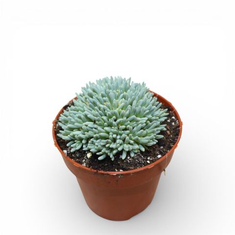 Delosperma sphalmanthoides