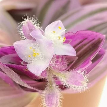 Tradescantia albiflora 'Nanouk'