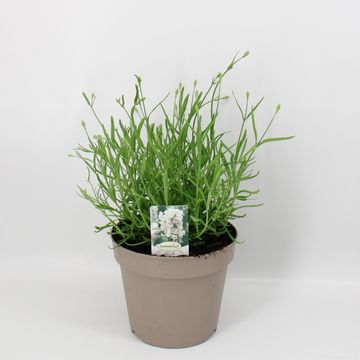 Lavandula angustifolia AROMANCE WHITE
