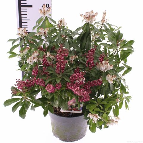 Pieris japonica