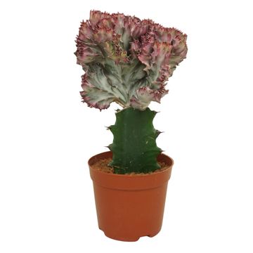 Euphorbia lactea 'Cristata'