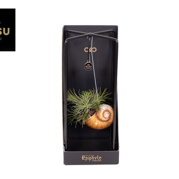 Aranżacja Tillandsia