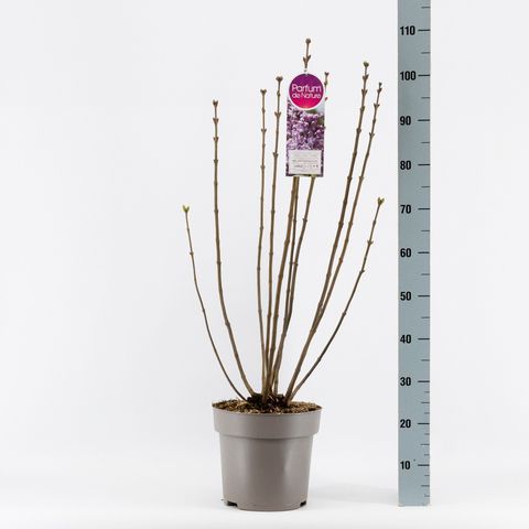 Syringa vulgaris 'Mme Antoine Buchner'