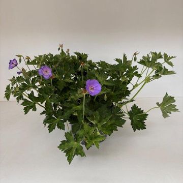 Geranium ROZANNE