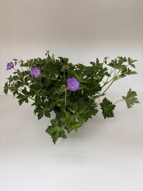 Geranium ROZANNE