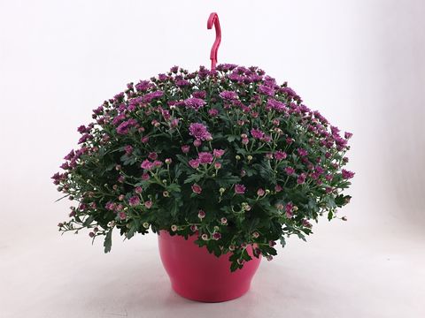 Chrysanthemum SKYFALL PINK