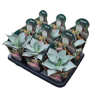 Agave pygmae 'Dragon Toes'