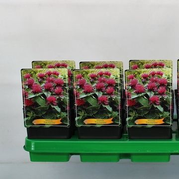 Monarda 'Pink Supreme'