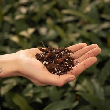 Substrates ANTHURIUM MIX