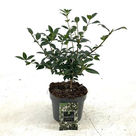 Osmanthus x burkwoodii