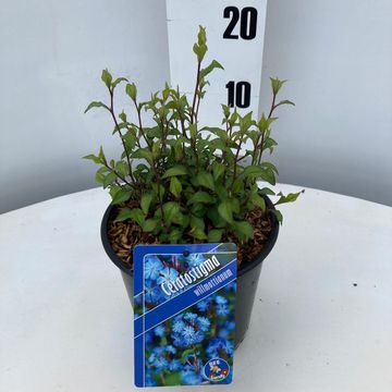 Ceratostigma willmottianum