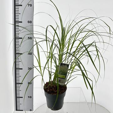 Miscanthus sinensis 'Adagio'