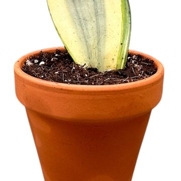 Sansevieria trifasciata 'Moonshine'